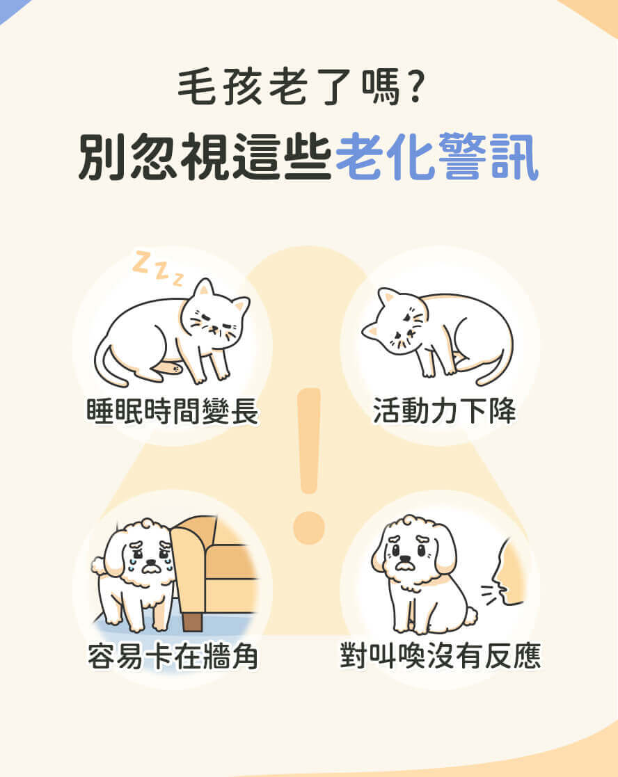 毛孩熟齡徵兆:活力下降、反應變慢、食慾不振。