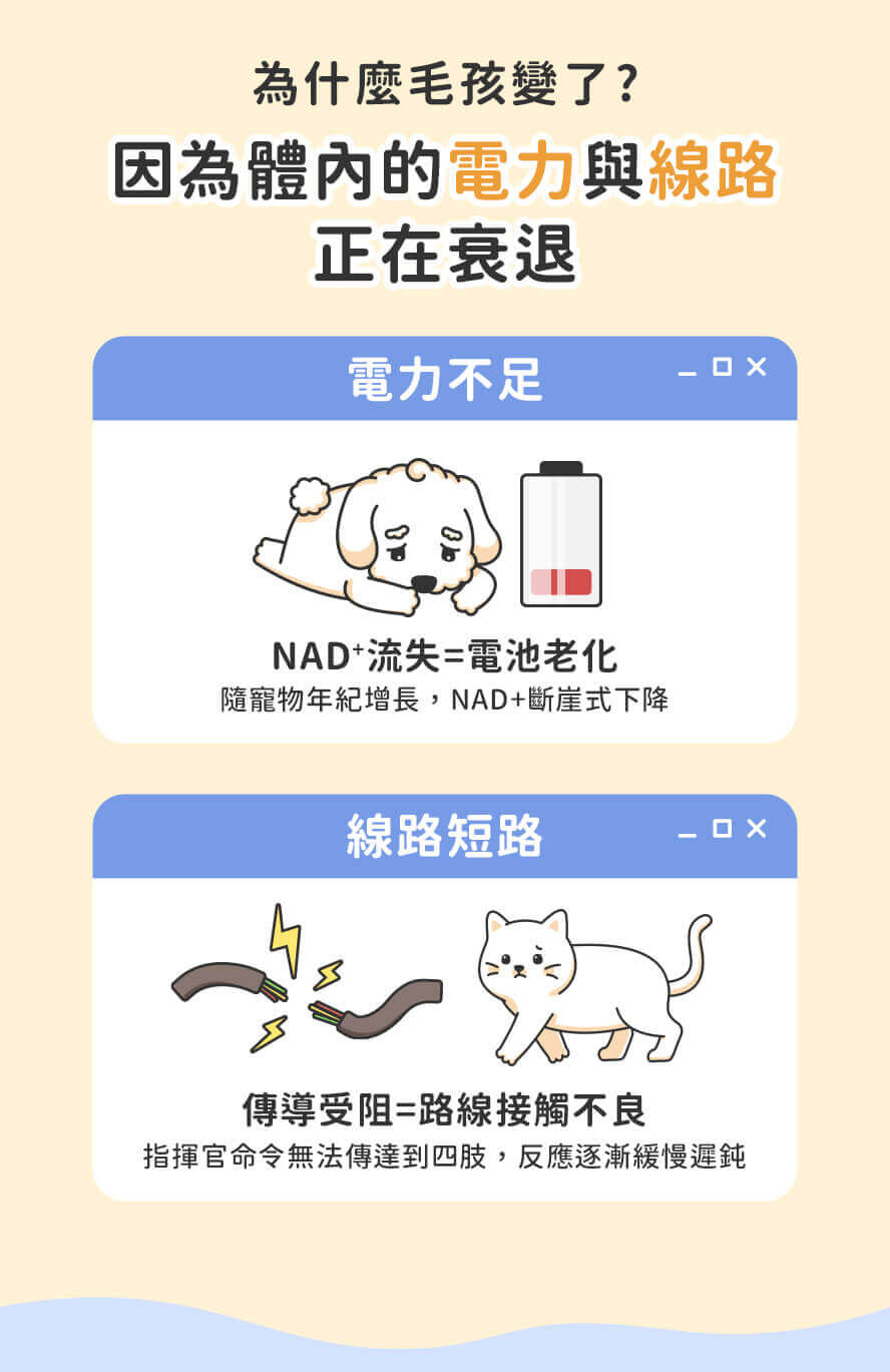 毛孩內心話:身體機能下降,需要適當的營養補給。