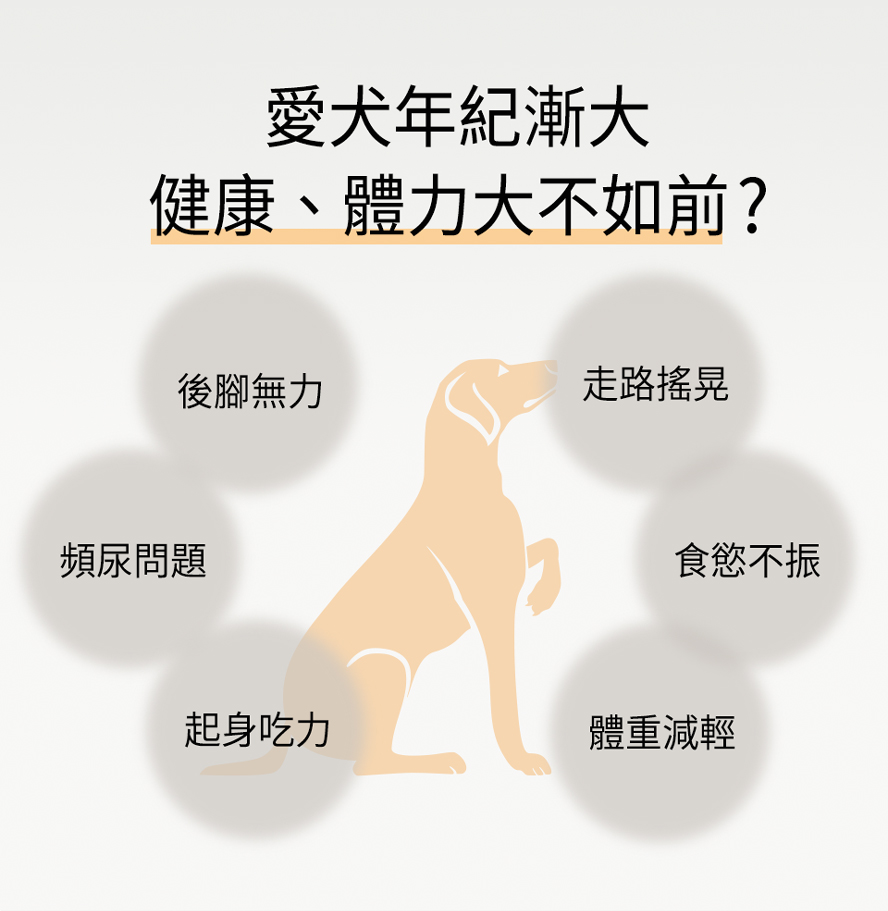 高齡犬常有後腳無力、走路搖晃、起身吃力的關節問題；也易頻尿、尿失禁、食慾不振，健康與體力都大不如前。