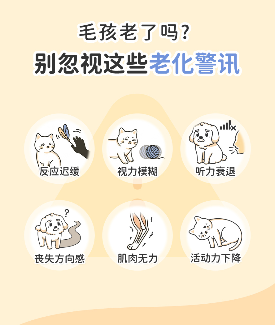 毛孩老化警讯：嗜睡、活动力下降、不会绕障碍物、反应慢、容易迷路、肌肉没力气。
