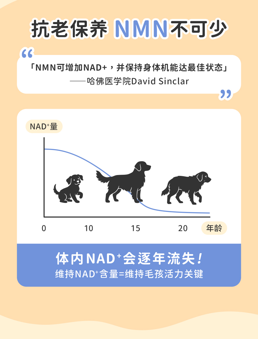 毛孩爱睡不爱动？ NAD+含量会因为年龄渐长而流失，补充NMN使健康达最佳状态！