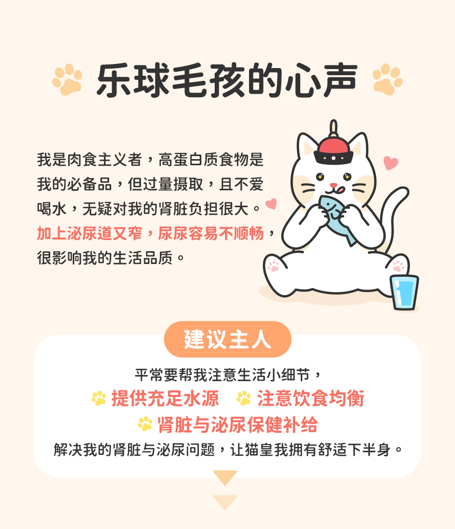 了解猫咪生理结构与习性，避免引起猫咪肾病、泌尿道发炎、尿道感染、泌尿道结石等疾病。
