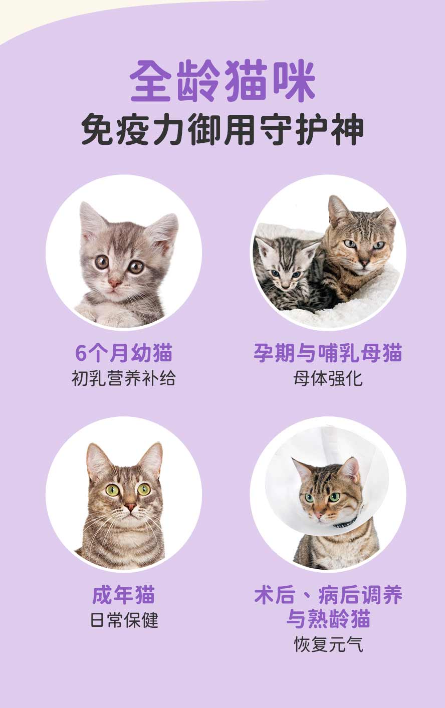 什么猫咪适合吃免疫力升级版? 刚出生幼猫、哺乳母猫、怀孕母猫、成年猫、术后猫咪、老猫、大病初愈的猫咪
