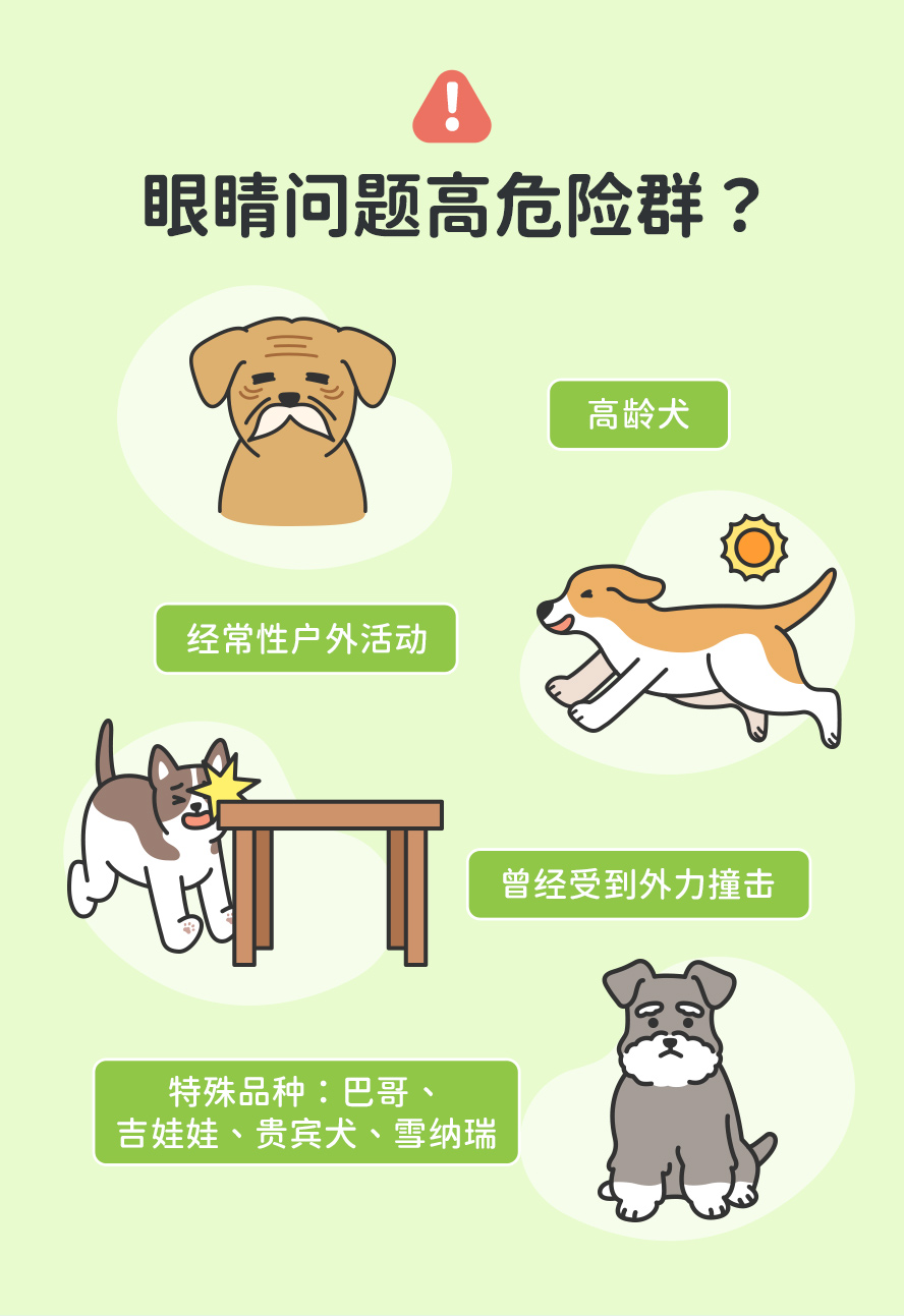 须加强眼睛保护族群：老年狗、爱户外；特殊品种狗：巴哥、吉娃娃、贵宾犬、雪纳瑞。