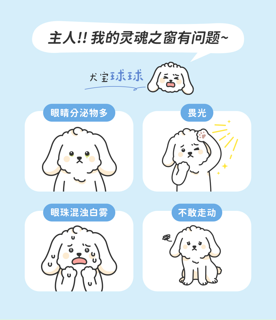 狗狗眼睛有问题怎么看：分泌物多、畏光、混浊白雾、不敢走路。