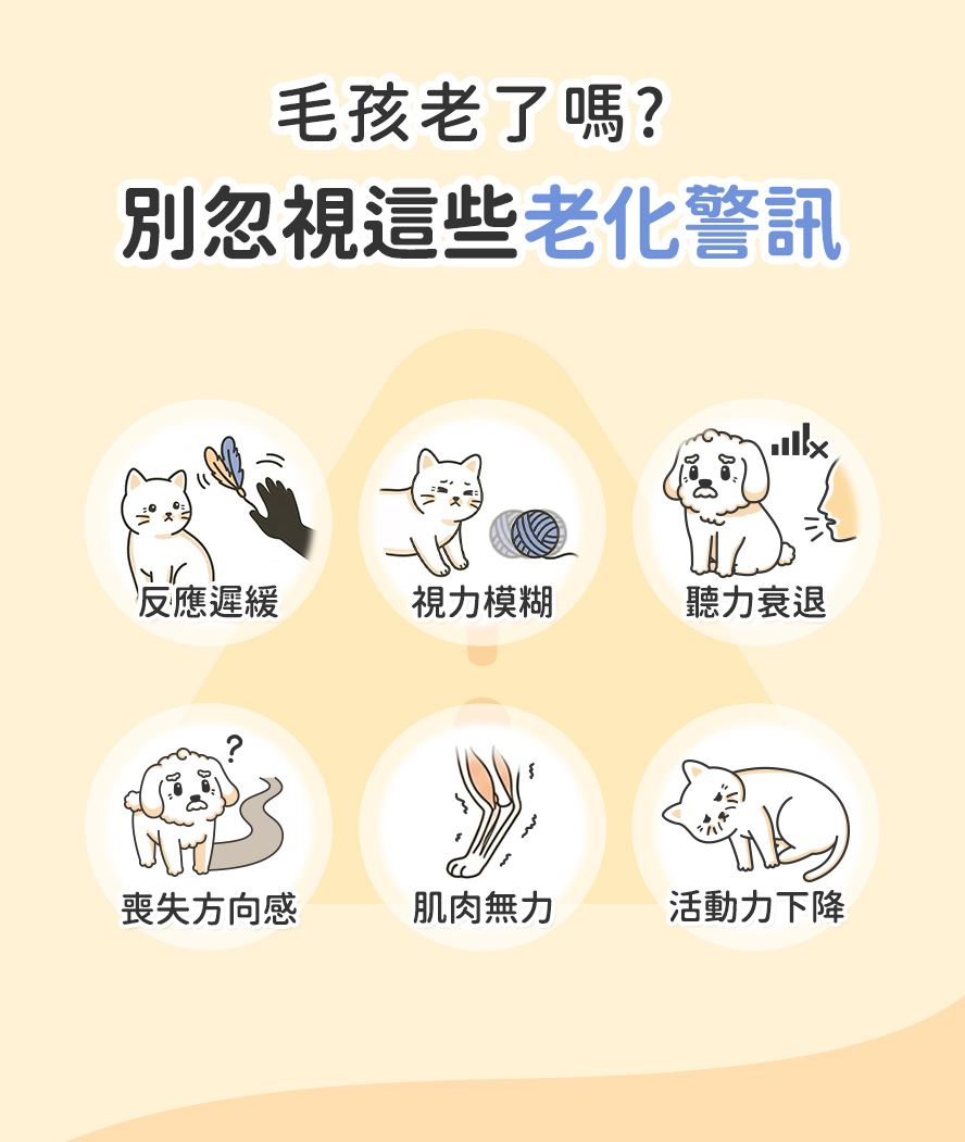 毛孩老化警訊：嗜睡、活動力下降、不會繞障礙物、反應慢、容易迷路、肌肉沒力氣。