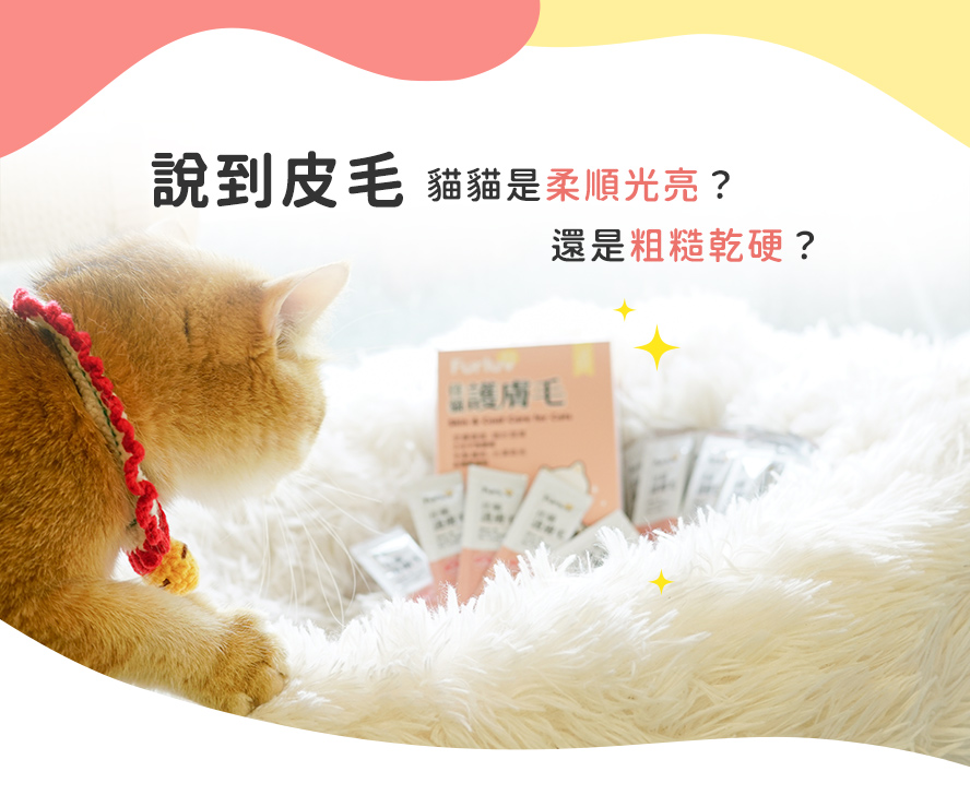 你家貓咪的皮毛是屬於柔順光亮,還是粗糙乾硬?