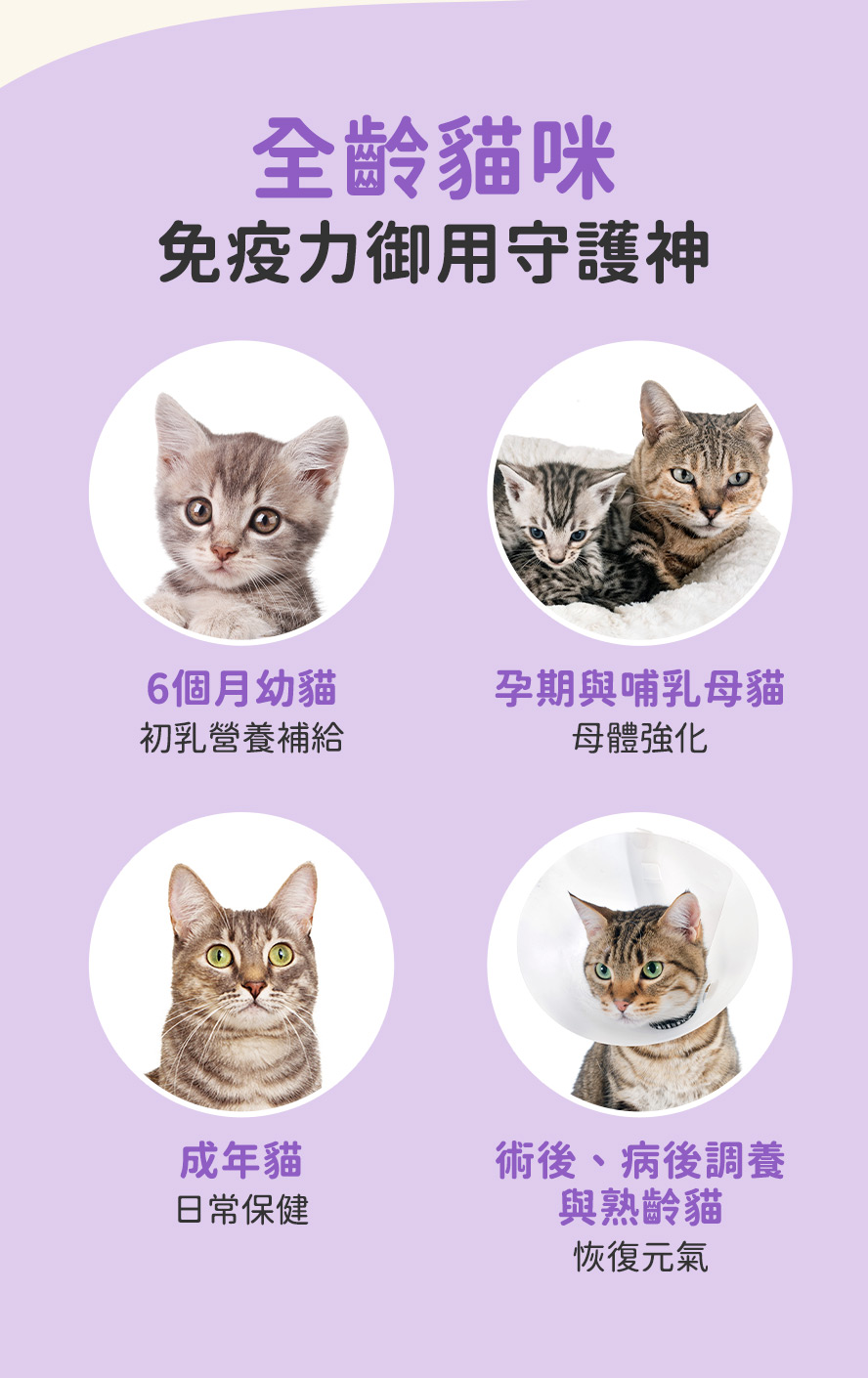 什麼貓咪適合吃免疫力升級版? 剛出生幼貓、哺乳母貓、懷孕母貓、成年貓、術後貓咪、老貓、大病初愈的貓咪