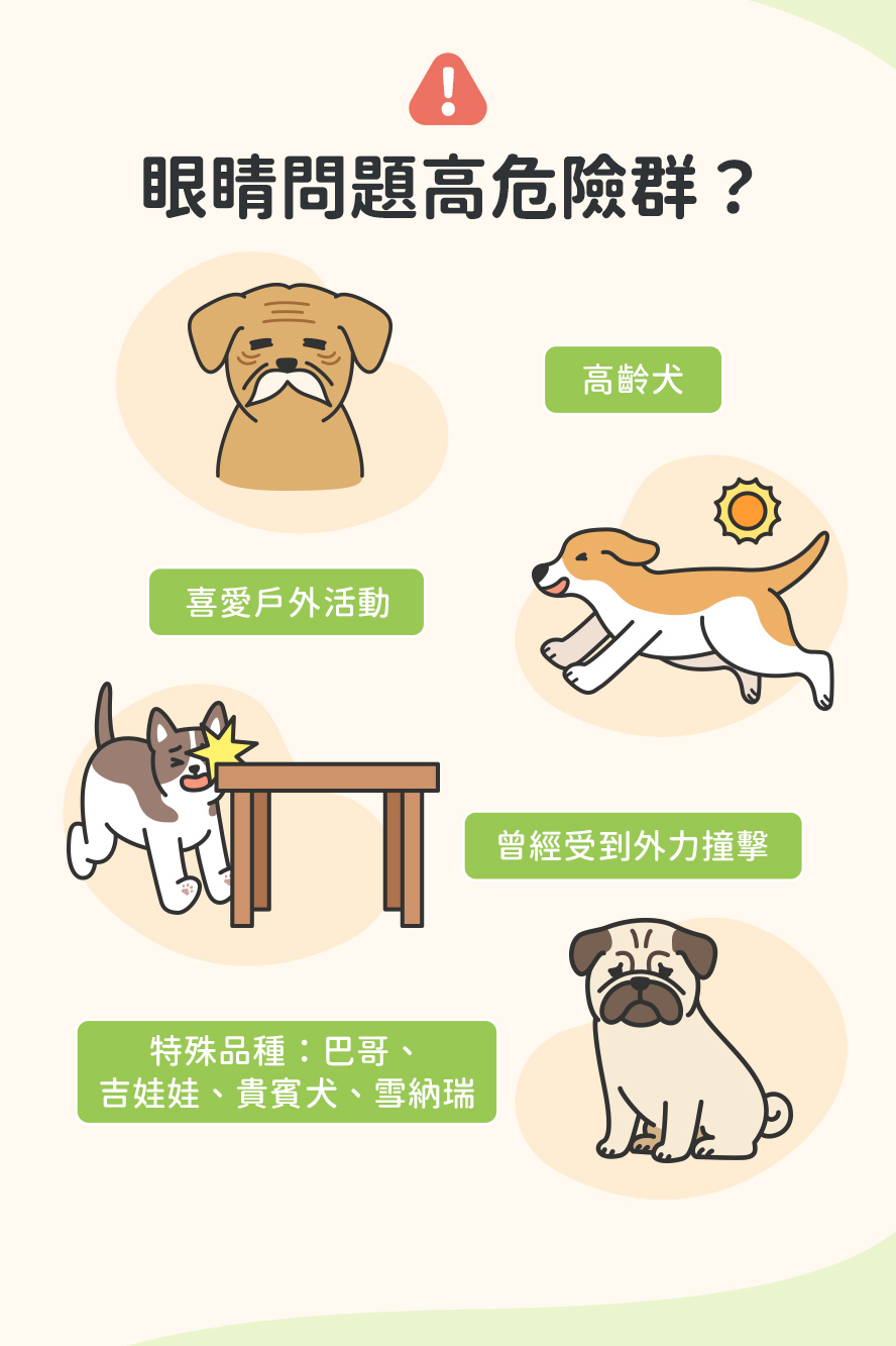 高齡犬、眼睛曾遭外力撞擊、時常戶外活動曬太陽的狗狗，以及天生凸眼、扁臉的犬種，容易有眼睛困擾