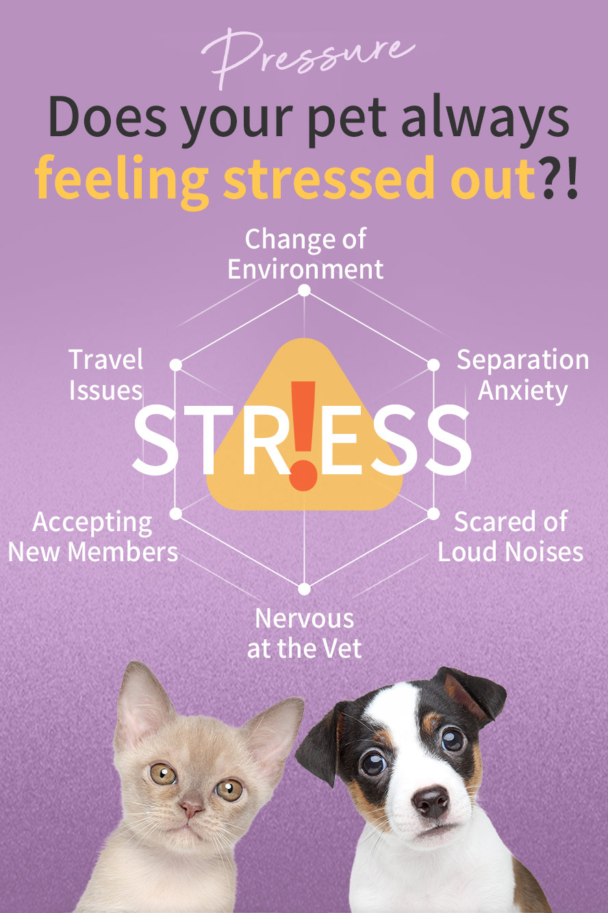 Pets can suffer from stress and anxiety easily due to the change of environment, often travel, the join of new member, separation anxiety, scare of going to vet or loud noises.