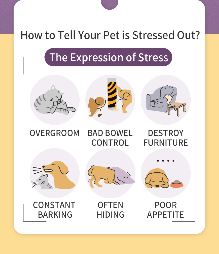 Overgroom, bad bowel control, destroy furniture, constant barking, often hidind, and poor appetite are the symptoms of pets overwhelming by stress.
