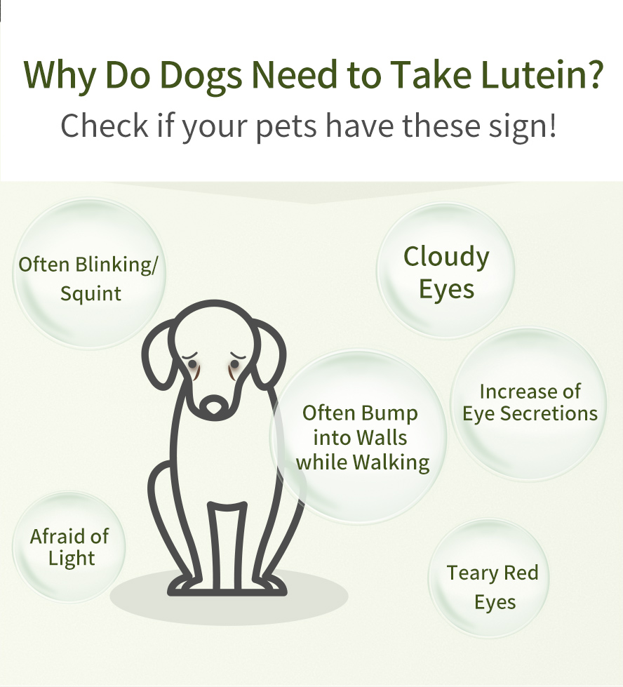 Dogs should take lutein to prevent tear marks, cloudy eyes, cataract, and other eye degeneration symptoms
