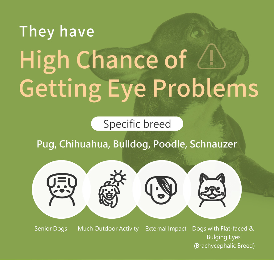 Senior dogs, dogs have much outdoor activity, and specific dog breeds have high chance of getting eye problems