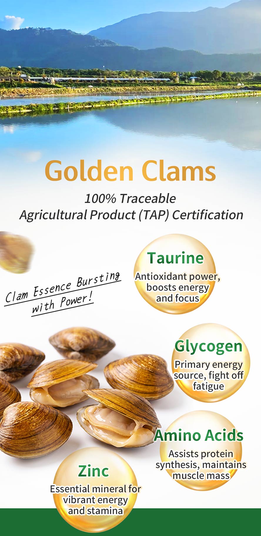 Hualien Golden Clam Extract: High glycogen content to relieve fatigue and boost focus.