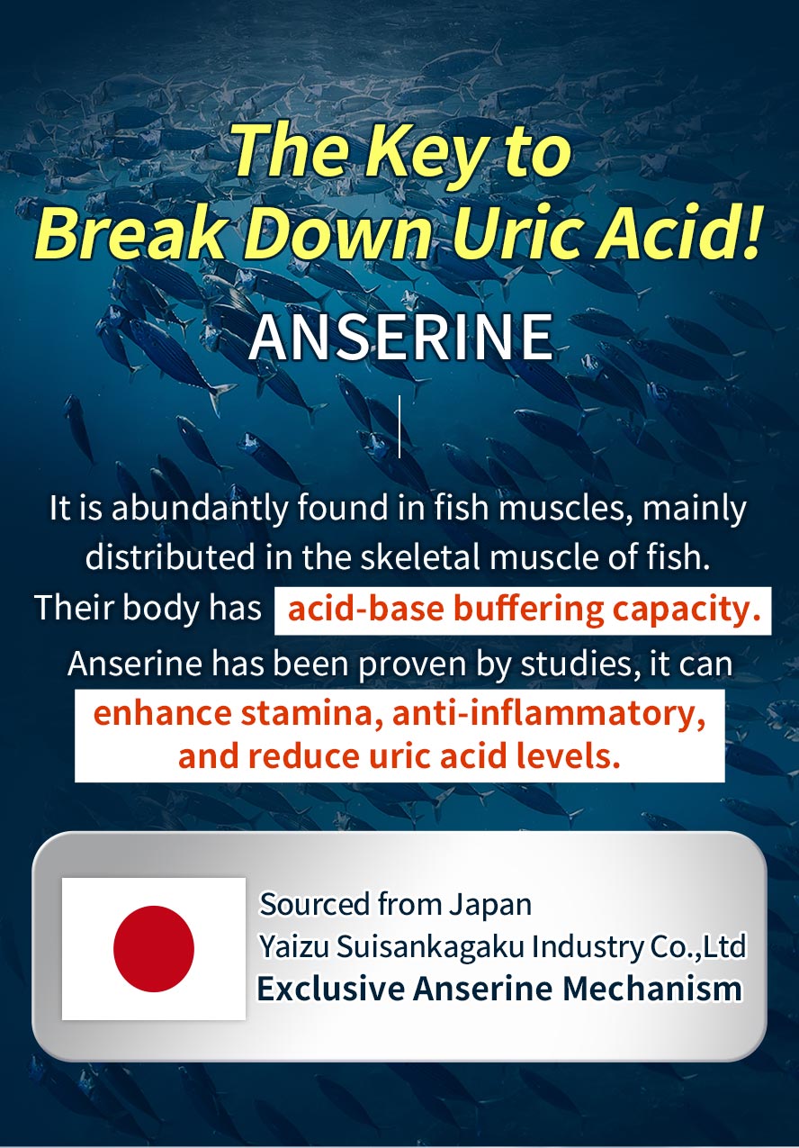 Anserine is proven can anti-inflammatory, break down uric acids and flush them out from body.