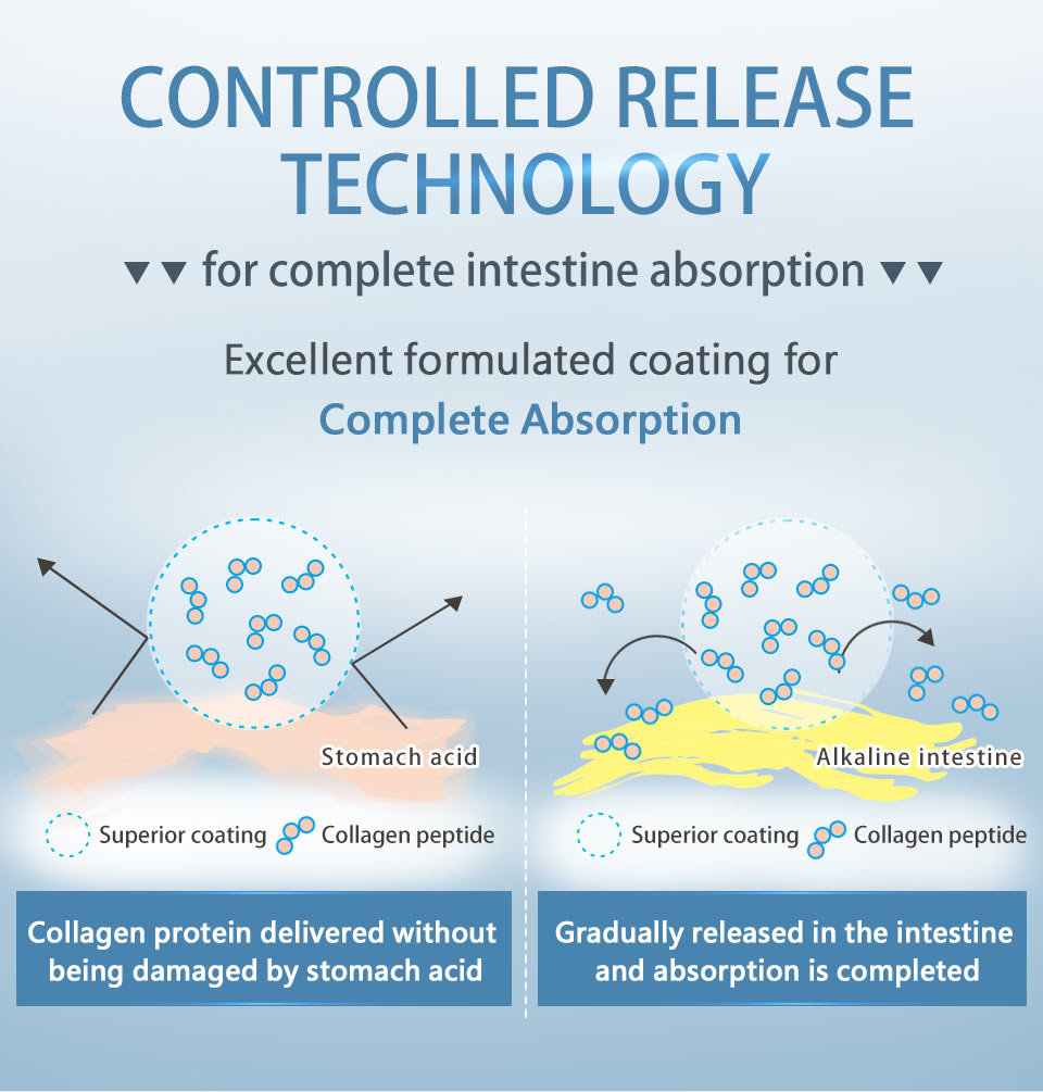 UNIQMAN Collagen protein gradually released in the intestine regions and absorption enhancement 