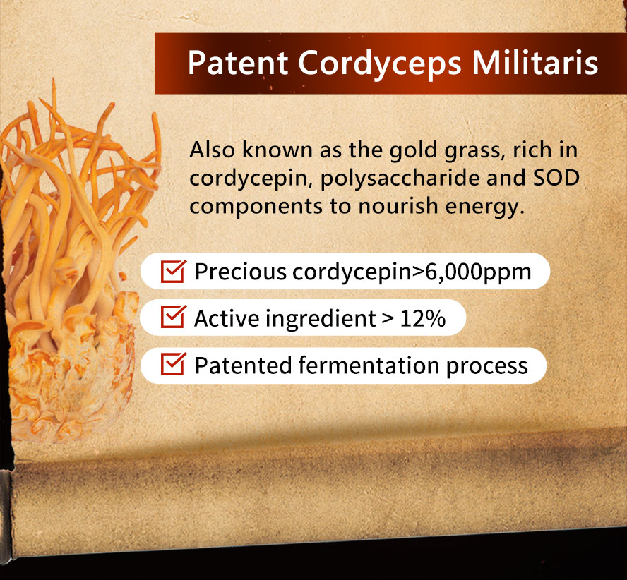 Patented Cordyceps militaris nourishes and strengthens body