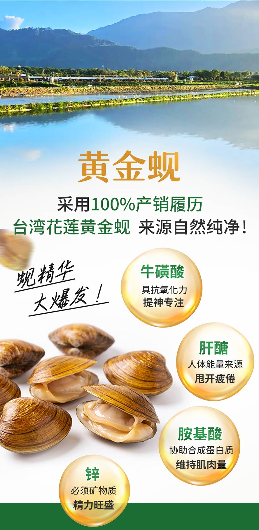 花莲黄金蚬精萃,内含高含量肝糖,缓解疲劳,提升专注力、精力、维持肌肉量