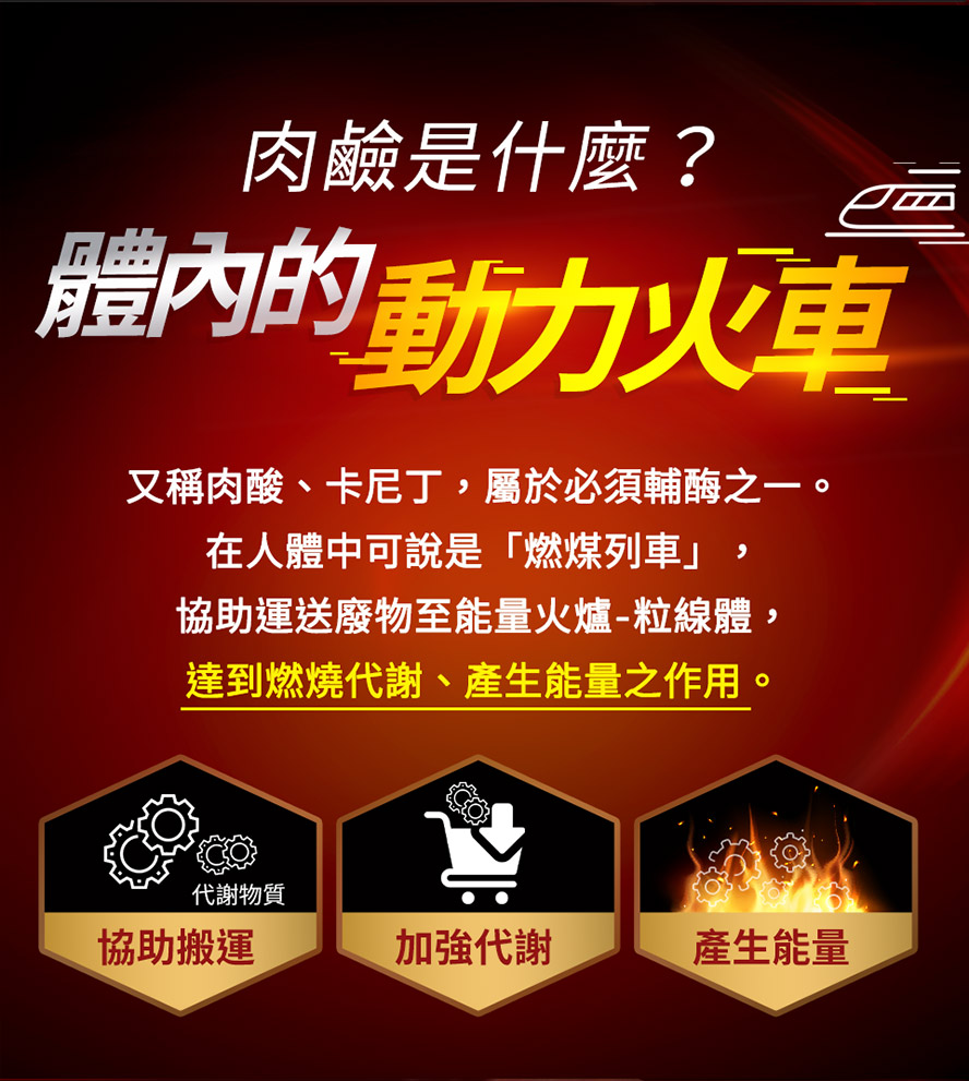 使用卡尼丁肉鹼搭配適度的運動,能夠減少脂肪量,練成精壯身材,也能突破減重的停滯期