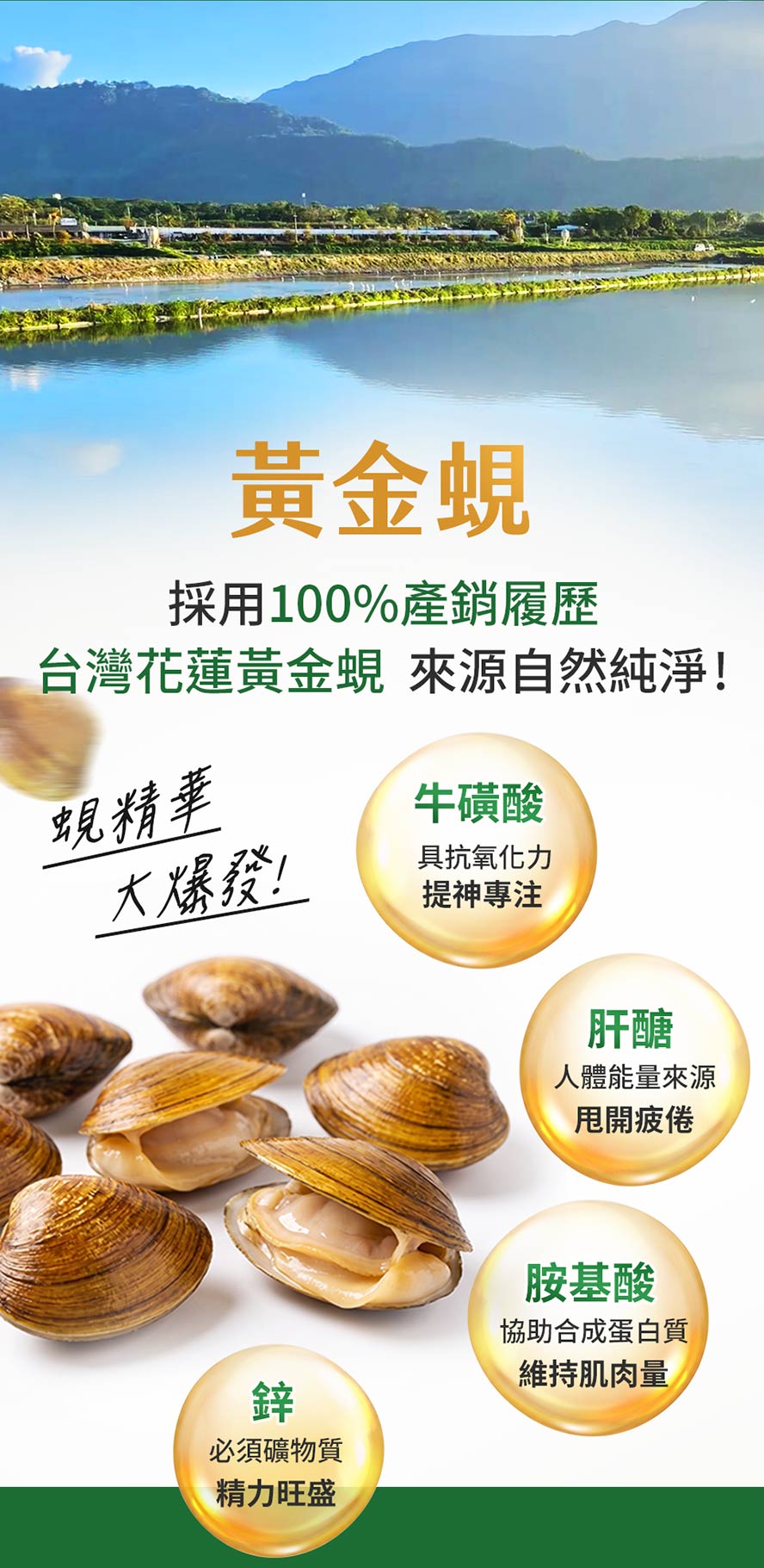 花蓮黃金蜆精萃,內含高含量肝醣,緩解疲勞,提升專注力、精力、維持肌肉量